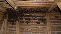– Část kolonie netopýrů velkých na půdě starého zámku v Jevišovicích. Je to největší známá netopýří kolonie na Znojemsku, v pozdním létě někdy počet jedinců překračuje i tisíc kusů.
