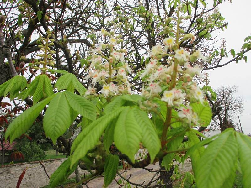 Květy v těchto dnech nasadil například i jírovec v aleji nedaleko Pavlic u hlavní silnice na Jihlavu. 