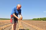 Sklizeň cibule na farmě Zdeňka Šebesty v Dolních Dunajovicích na Břeclavsku začala o tři týdny později. Kvůli vytrvalým dešťům a mokré půdě.