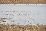 Zemědělce trápí půda podmáčená po deštích