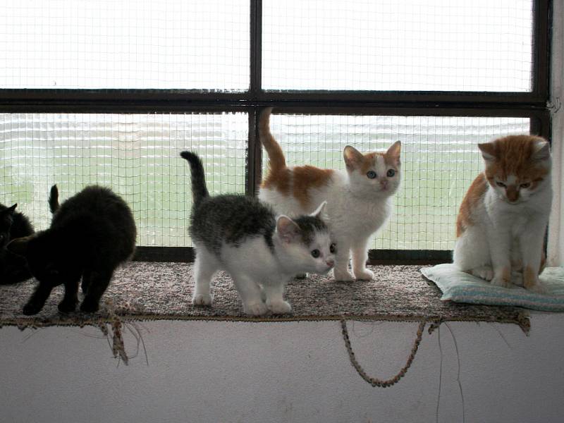 Koťata - 7 kocourků a 1 kočička, čistotné