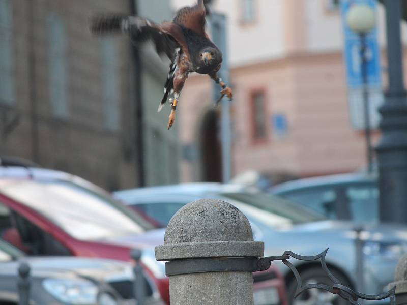 Dravec „Zorro“ sokolníka Františka Miroše je teď postrachem holubů v centru Znojma.