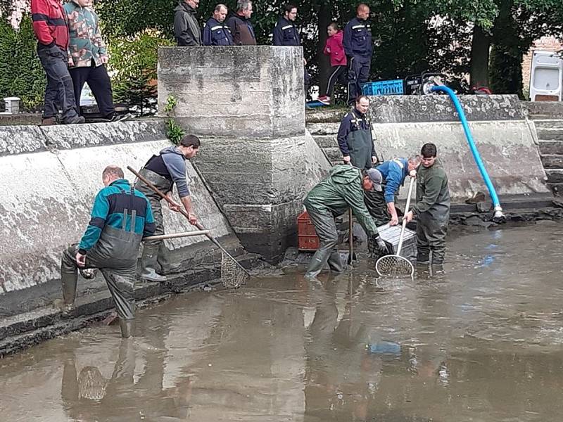 Výlov rybnického rybníka na návsi.