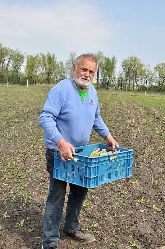 Chřest, lidově také špargl. V Hraběticích na Znojemsku začali se sklizní zeleného chřestu. Na snímku Jaroslav Bárta