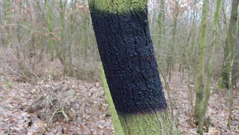 Trasu z Miroslavských Knínic do Moravského Krumlova označili nadšenci z miroslavského spolku Mirosa. Vandal část značek zničil.