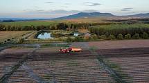 Sklizeň cibule na farmě Zdeňka Šebesty v Dolních Dunajovicích na Břeclavsku začala o tři týdny později. Kvůli vytrvalým dešťům a mokré půdě.