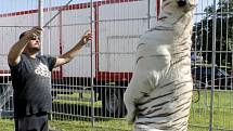 Drezúru jediného bílého tygra, vystupujícího v České republice při cirkusové show, mohou vidět návštěvníci Berousek cirkusu Sultán ve Znojmě.