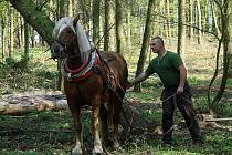Nadšenec a chovatel koní Jiří Fousek z Rudlic na Znojemsku stahuje se svým Gavorem dřevo v Gránickém lese u Znojma.
