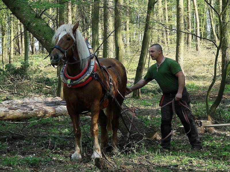 Nadšenec a chovatel koní Jiří Fousek z Rudlic na Znojemsku stahuje se svým Gavorem dřevo v Gránickém lese u Znojma.