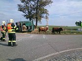Nehoda kamionu zablokovala ve čtvrtek kolem jedné hodiny odpoledne provoz u obce Jamolice na Znojemsku. Nákladní auto převáželo bezmála sedmdesát mladých býků. Několik zvířat nehodu nepřežilo.