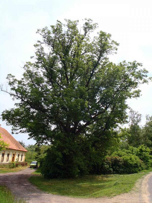 Kvalifikovaný arborista dorazil v pondělí do Božic, aby tam místní lípě pomohl odborným zásahem v dalším růstu.