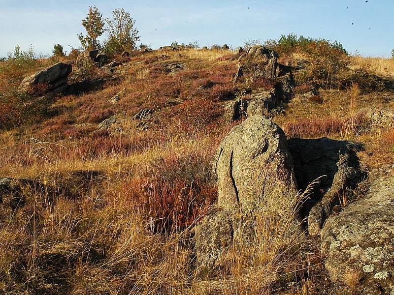 K nejzajímavějším ukázkám podyjských vřesovišť patří Staré vinice u Havraníků. Mírný balvanitý svah pokrývají porosty vřesu a řídkých stepních trávníků. Právě zde můžete zjara najít množství konikleců nebo křivatců českých. 