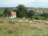Pastvu ovcí, případně koz, obnovila Správa Národního parku Podyjí zhruba před deseti lety jako základní prostředek údržby vřesoviště.