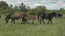 Díky divokým exmoorským pony rozkvetly v Podyjí louky, teď se připravují na zimu. Letos přivedli na svět čtyři hříbata. Šest klisen přestěhují do Milovic v Čechách.