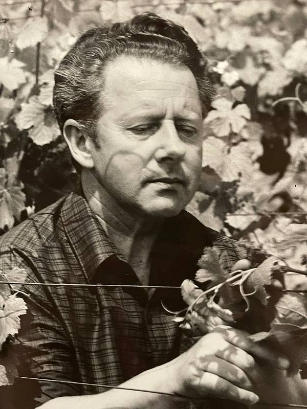 Josef Veverka ve vinici v Perné 1967.