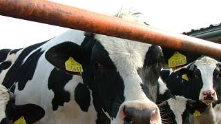 Nemoc šílených krav potvrdil i druhý test na BSE - Moravskoslezský deník