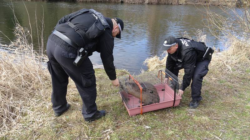 Zraněného bobra, který ležel bezmocně na břehu Dyje ve Znojmě, pomáhali ve středu zachránit strážníci. 