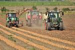 Sklizeň cibule na farmě Zdeňka Šebesty v Dolních Dunajovicích na Břeclavsku začala o tři týdny později. Kvůli vytrvalým dešťům a mokré půdě.