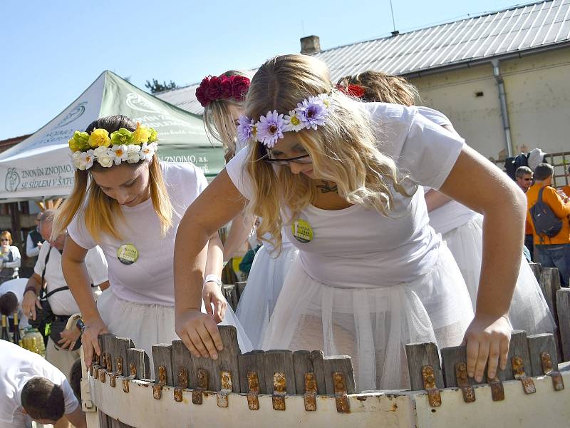 Stovky lidí si o víkendu našly cestu na 13. Burčákfest v Louckém klášteře ve Znojmě. Tradičně se šlapalo víno bosýma dívčíma nohama, ochutnával burčák i vyzrálé víno ve štukovém sále.