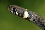 Užovka obojková - Je nejpočetnějším hadem Podyjí.  Ve srovnání s ostatními hady je neobyčejně rychlá. 