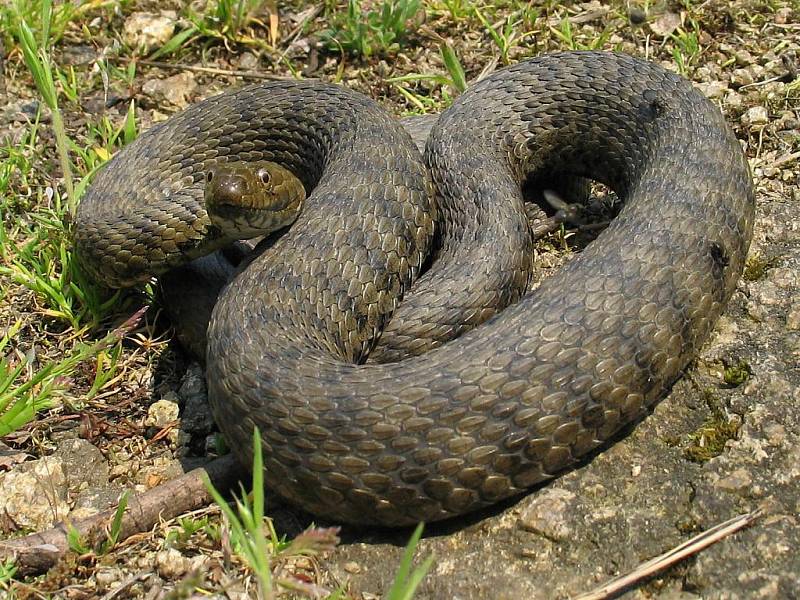 Užovka podplamatá. Asi  jeden metr dlouhý had, který se živí převážně rybami. Její břicho je nažloutlé až červené, někdy však ostře zbarvené žlutě nebo oranžově s černými skvrnami, které jsou podobné kostkám.