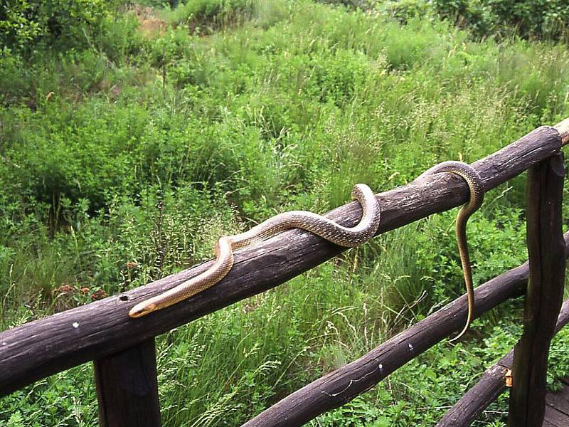 Užovka stromová je opředena pověstmi již z dob starověkého Říma. Na Znojemsku jich žijí stovky.