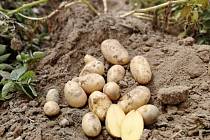 Na jižní Moravě začala sklizeň raných brambor.