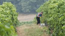 Pět set kilogramů hroznů odrůdy Solaris sklidil 17. srpna 2015 vinař Pavel Matouš z Olbramovic. Připraví z něj burčák.