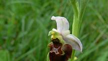 Tořič čmelákovitý je ikonou mezi bělokarpatskými orchidejemi. Roste jen na tamních loukách.