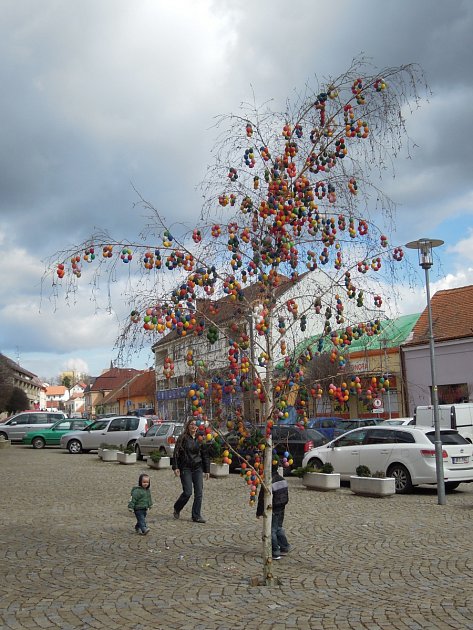 Skořápkovník miroslavský. 