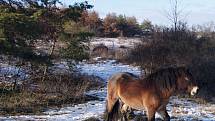 Mezi Havraníky a Hnanicemi a u Mašovic si úspěšně zvykají malá stáda exmoorských poníků.