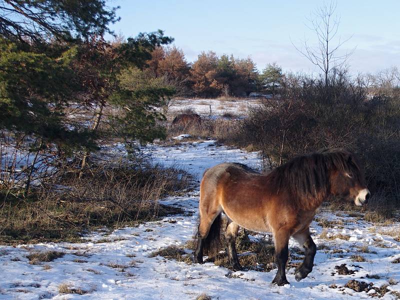 Mezi Havraníky a Hnanicemi a u Mašovic si úspěšně zvykají malá stáda exmoorských poníků.