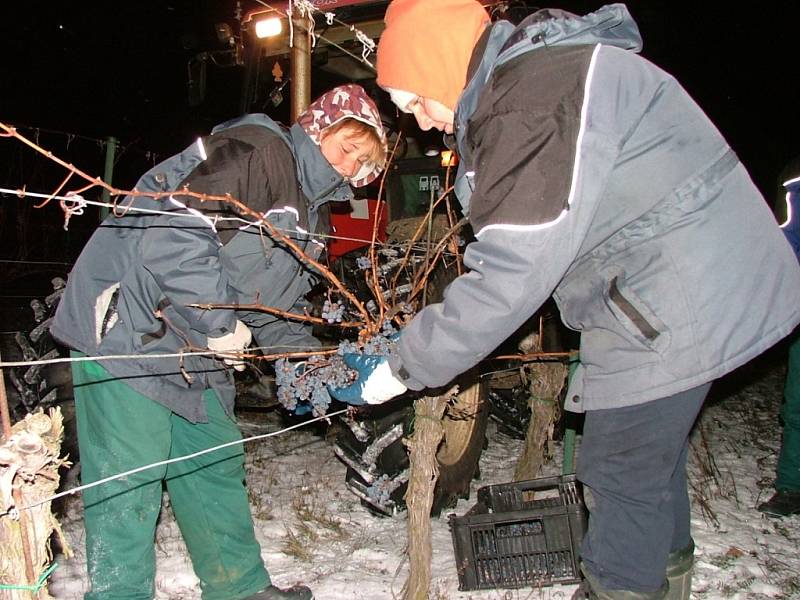 V noci na pátek 7. prosince klesly na Znojemsku teploty hluboko pod bod mrazu. Vinaři z Lechovic proto nad ránem vyrazili do vinic, aby posbírali zmrzlé hrozny pro každoroční lahůdku v podobě budoucího ledového vína.