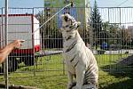 Drezúru jediného bílého tygra, vystupujícího v České republice při cirkusové show, mohou vidět návštěvníci Berousek cirkusu Sultán ve Znojmě.
