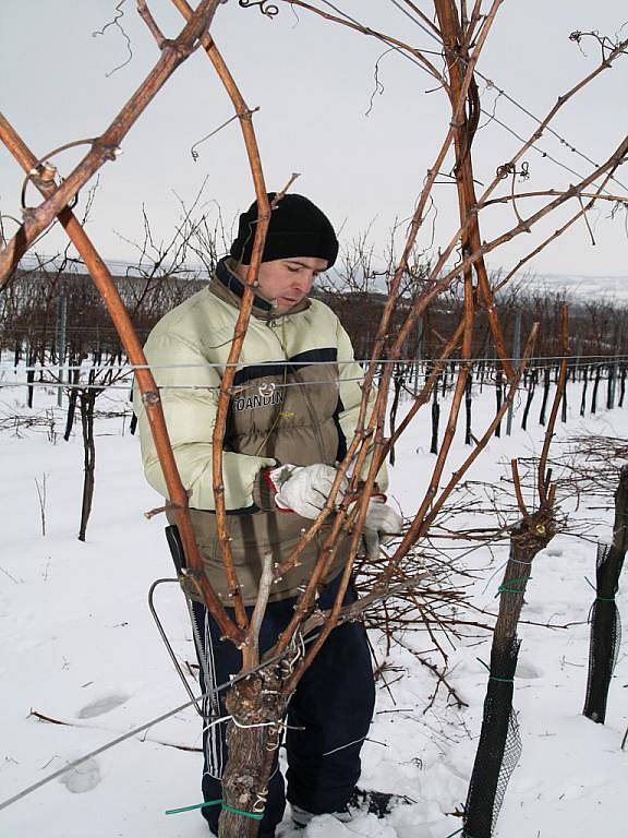 Vinaři od ledna provádí zmlazovací řez révy vinné