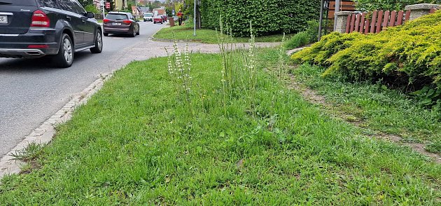Vzácná šalvěj rakouská kvete v Novém Šaldorfu-Sedlešovicích na Znojemsku. Od unikátního nálezu uplynulo deset let. Snímek je z května 2023.
