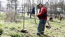 Pracovníci Městské zeleně Znojmo čistí lesík Pod Soudním vrchem, ošetřují také stromky na Komenského náměstí ve Znojmě.