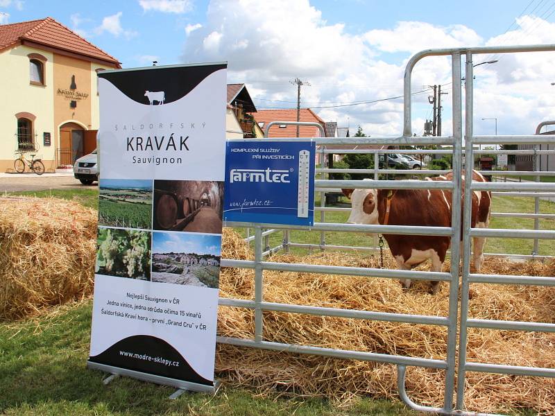 Vinaři z Nového Šaldorfa pozvali o víkendu milovníky vína na Májové otevřené sklepy. Uskutečnily se v novošaldorfských Modrých sklepech.