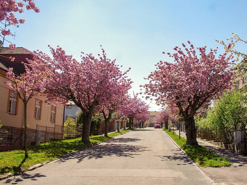 Sakury ve znojemských ulicích v plném květu.