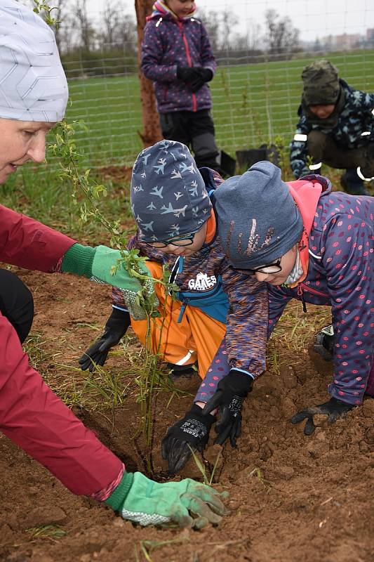 Na 200 dobrovolníků společně s lesníky vysázelo u Přímětic 9,5 tisíce stromů, pro nový lesopark.