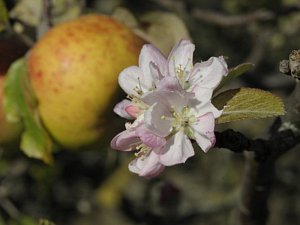 V Podyjí kromě konikleců rozkvetly i jabloně. Na snímku jsou zralá jablka společně s květy.