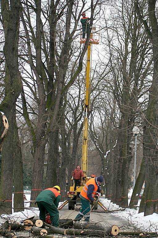 Kácení kaštanů ve znojemských parcích