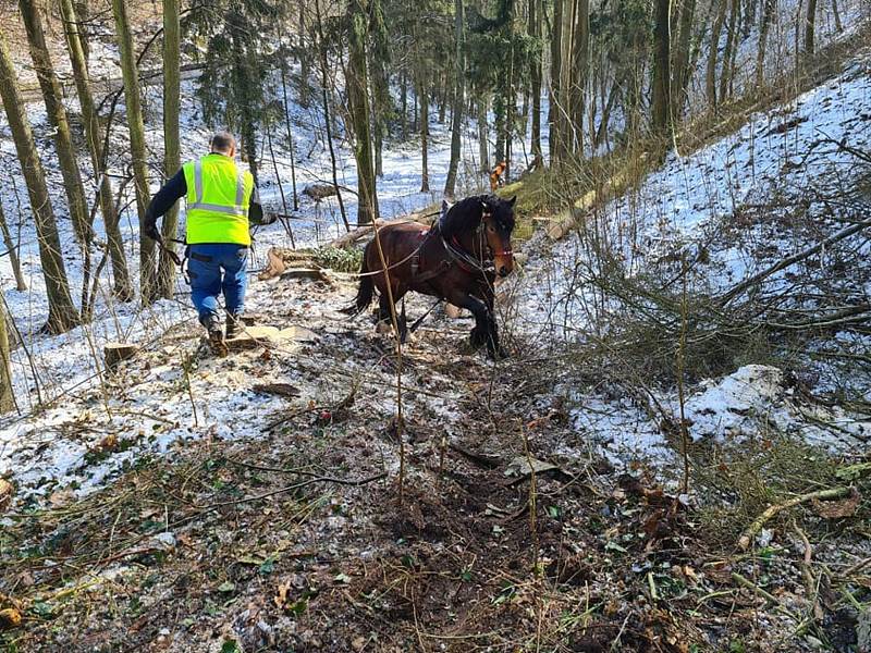 Nadšenec a chovatel koní Jiří Fousek z Rudlic na Znojemsku stahuje se svým Gavorem dřevo v Gránickém lese u Znojma.