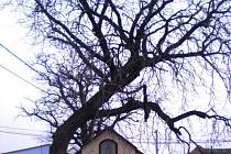 Na návsi Křídlůvek stojí opravená kaplička, kterou stíní ohromný strom. 