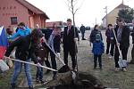 Vzrostlou lípa srdčitou jako Strom republiky zasadili v sobotu v Popicích.