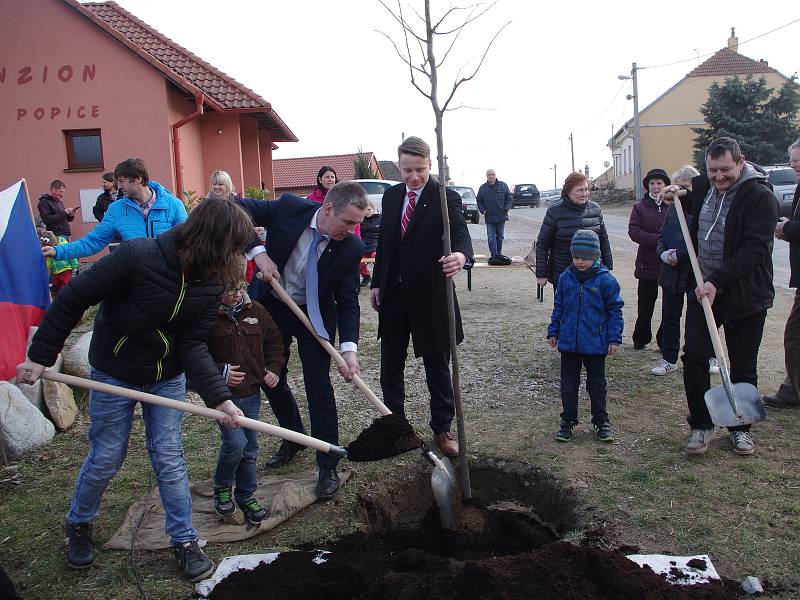 Vzrostlou lípa srdčitou jako Strom republiky zasadili v sobotu v Popicích.