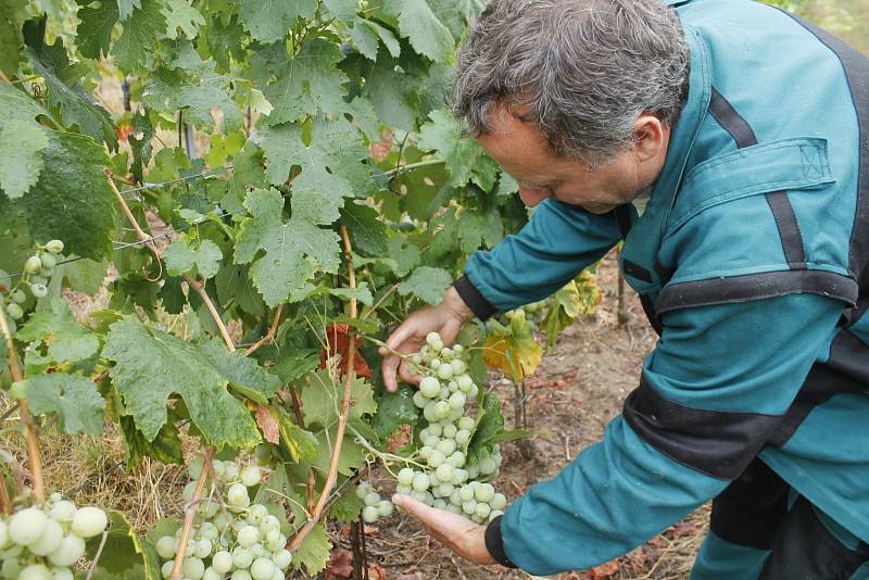 Pět set kilogramů hroznů odrůdy Solaris sklidil 17. srpna 2015 vinař Pavel Matouš z Olbramovic. Připraví z něj burčák.