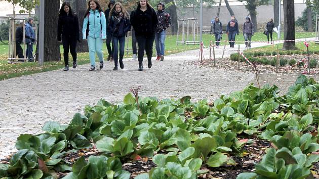 Okolí kašny v Dolním parku ve Znojmě má novou parkovou úpravu. Některé rostliny ještě v polovině října kvetou.