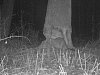 Jak přežít žravost bobra na Vysočině: Vysaďte mu vrby a kukuřici, zjistili vědci