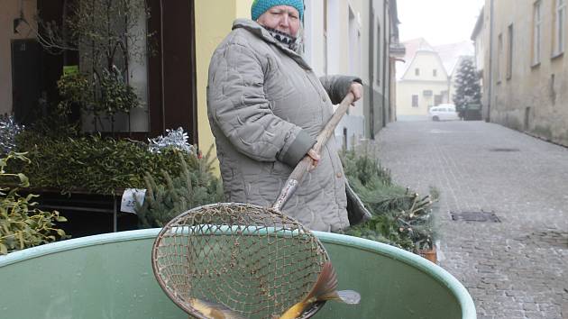 Ve Znojmě lze koupit i kapra z Telče.